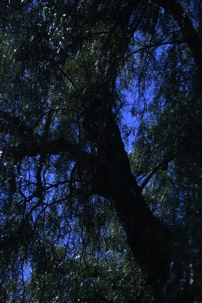 DSC_0714 (Large).JPG